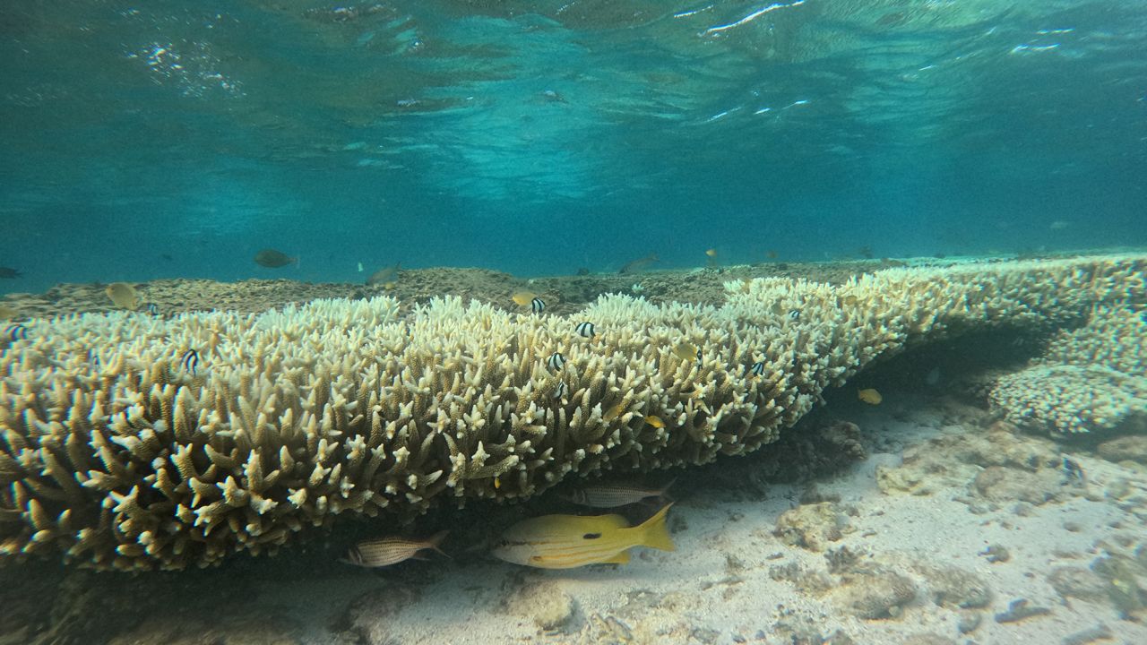 CNN witnessed bleaching in mid-February on five different reefs spanning the 2,300-kilometer (1,400 mile) Great Barrier Reef.
