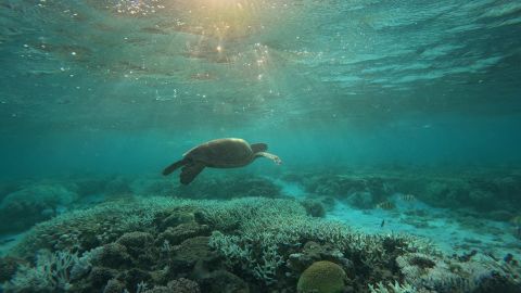 A turtle swims in a shallow lagoon at Lady Elliot Island, off the Queensland Coast.