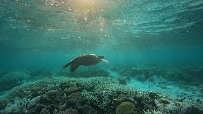  Like wildfires underwater: Worst summer on record for Great Barrier Reef as coral die - off sweeps planet