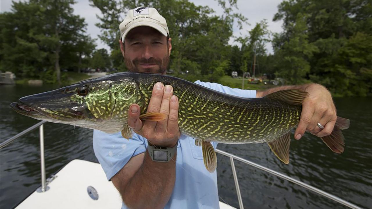 A fisherman shows off his Pike-Pickerel Hybrid.