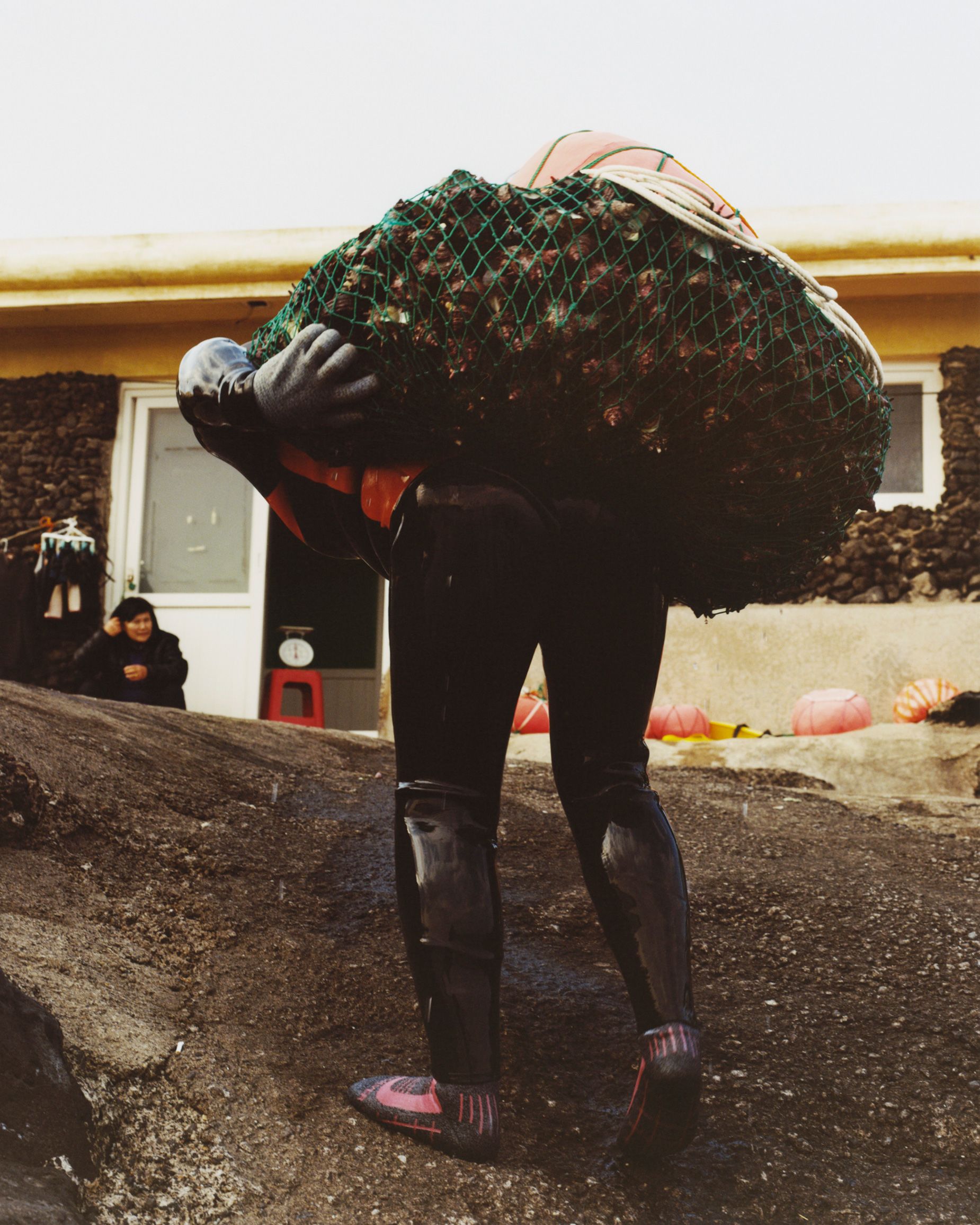 All in a day's work: a heavy net, filled with turban conch.