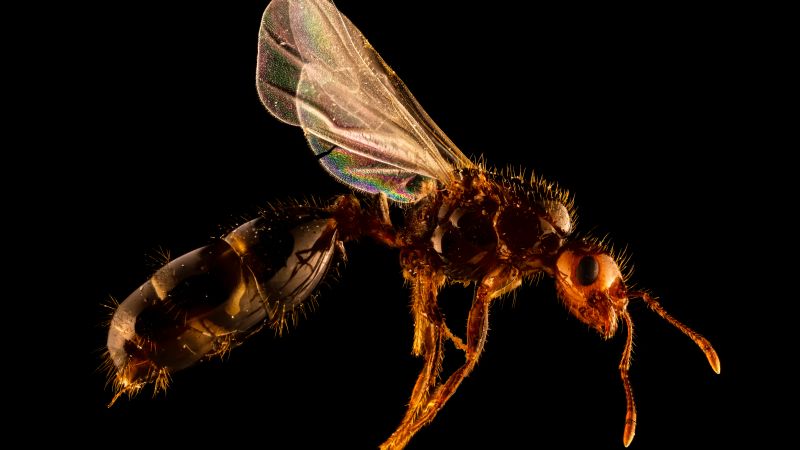 Why scientists call red imported fire ants ‘a minefield in your backyard’