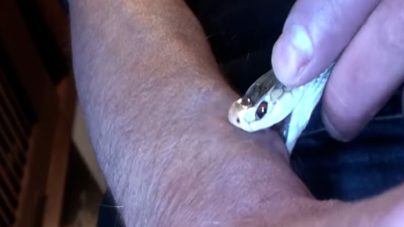 https://media.cnn.com/api/v1/images/stellar/prod/lc-snake-bite-and-blood-mxf-00-00-21-25-still002.jpg?c=16x9&q=w_800,c_fill