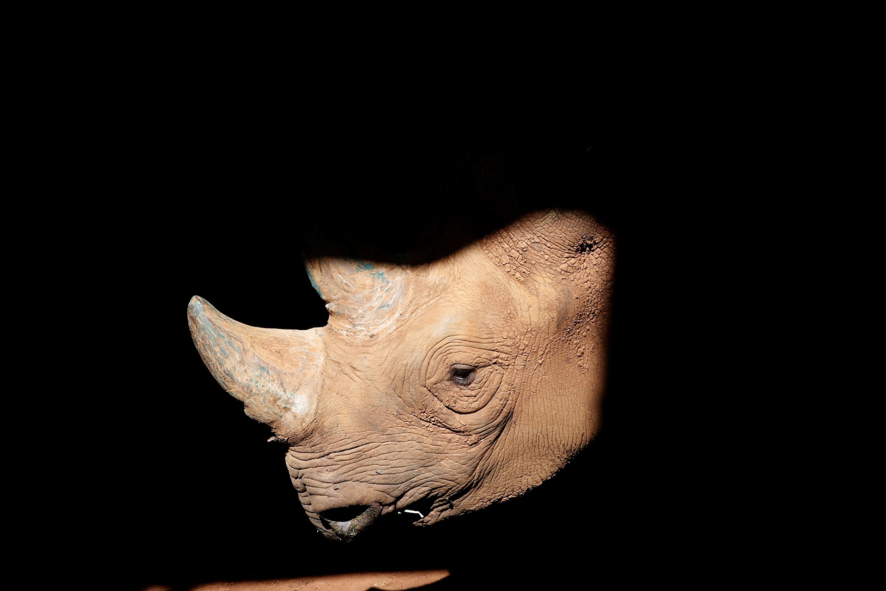 Eric, an 8-year-old east African black rhino was relocated from San Diego Zoo to Singita Grumeti Game Reserve in Tanzania, in 2018.