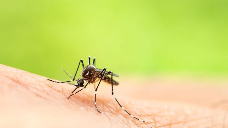 A mosquito biting a human’s arm.