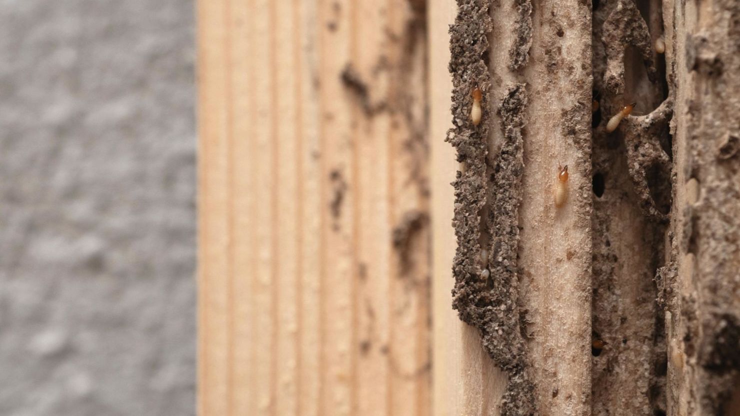 Termites causing damage to a home’s exterior.