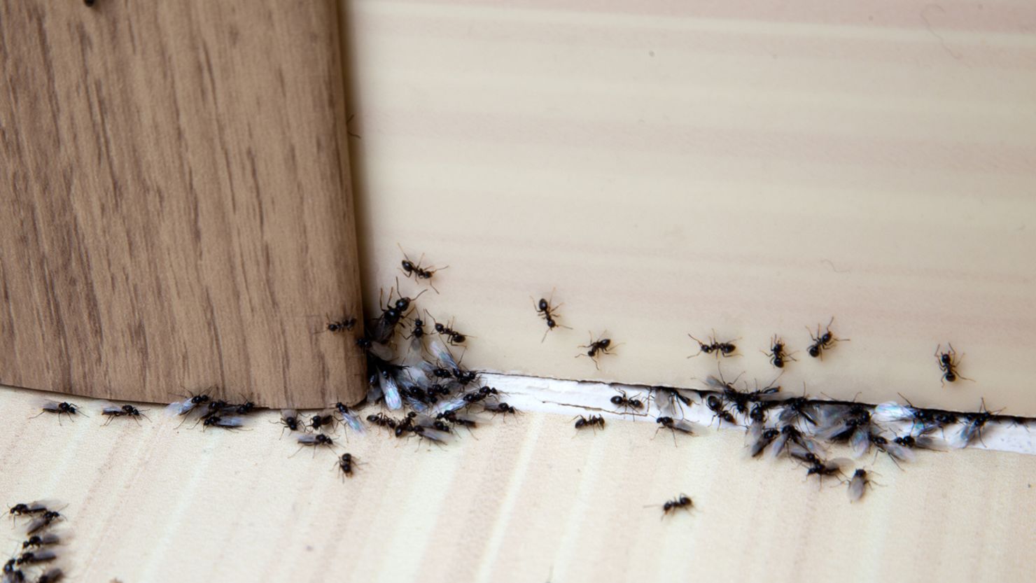 An ant infestation inside a home that needs to be taken care of by an exterminator.