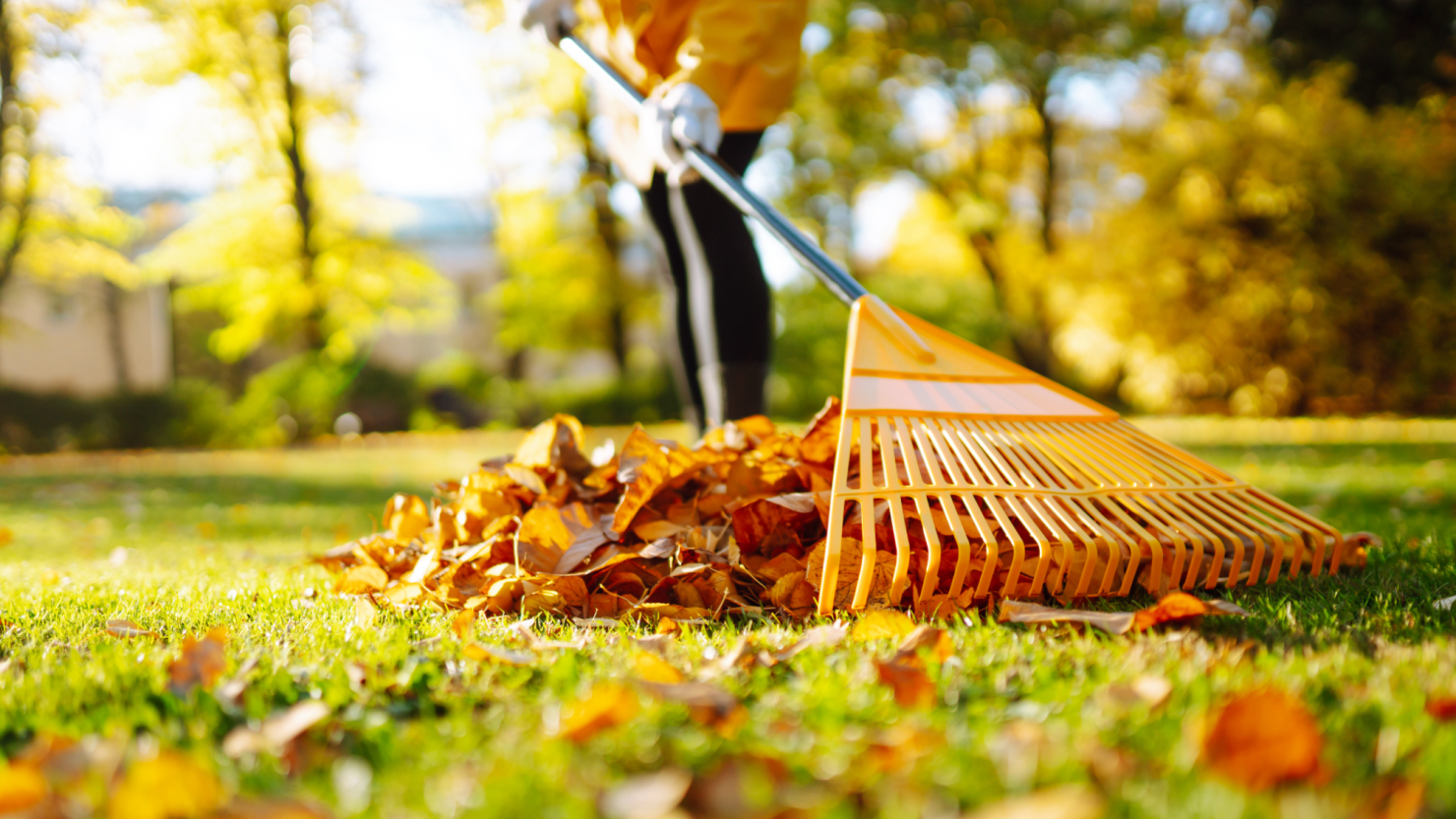 Raking leaves