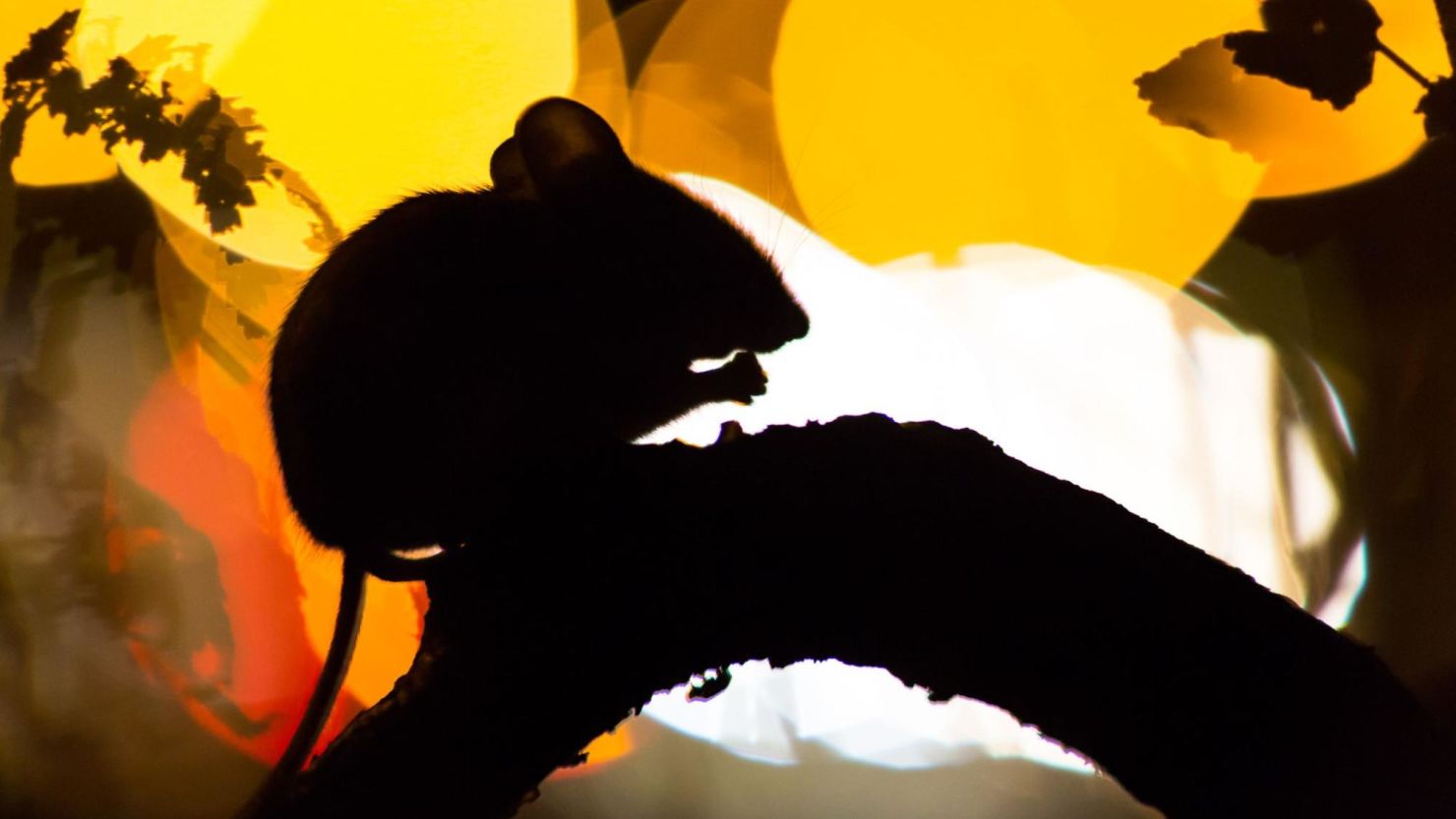 Mouse sits on a tree branch as the sun goes down.