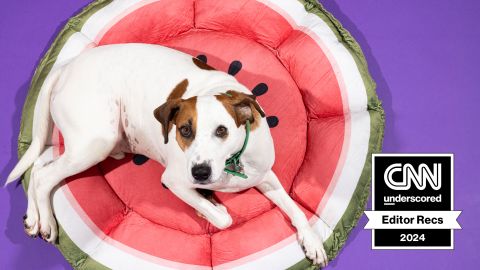 Dog on watermelon dog bed with purple background.