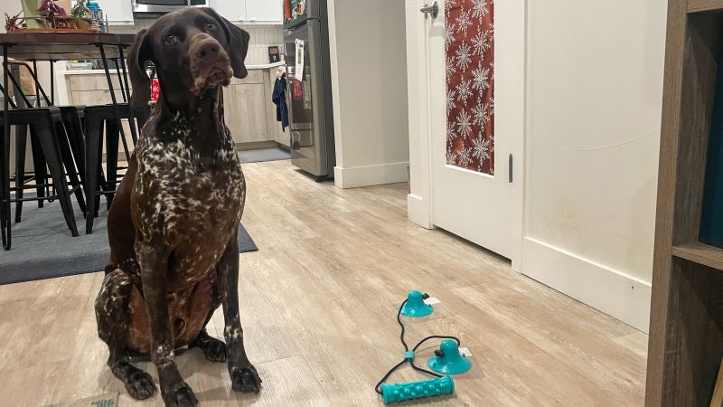 Dog tug of war toy that sticks to outlet floor