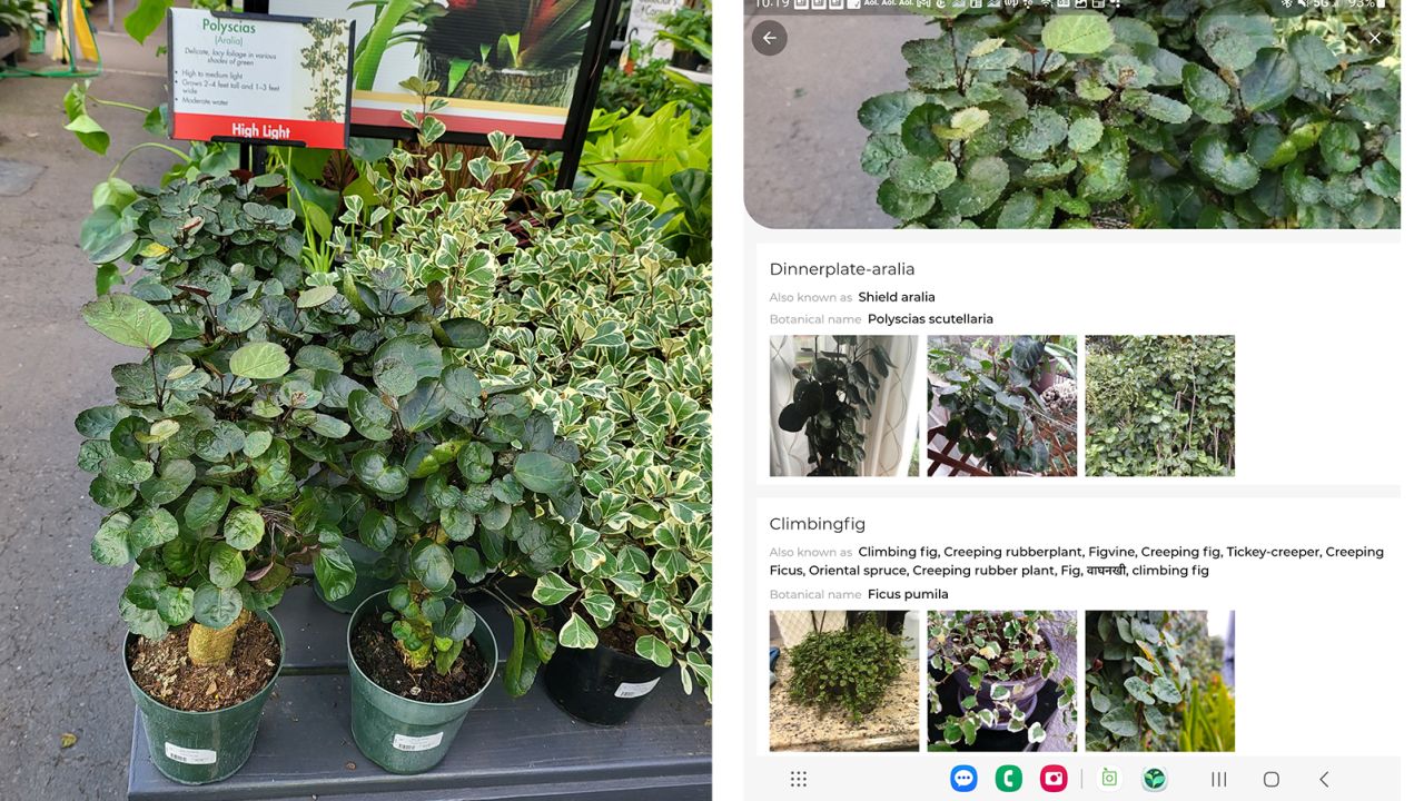 (left to right): Here we took a photo of the Polyscias scutellaria (Shield aralia) plants in our local nursery. LeafSnap Premium correctly identified their delicate, lacy green foliage as well as identified the Ficus pumila (Climbing fig) plants displayed next to them.