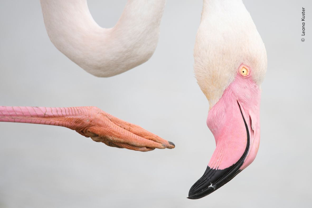 Swiss teenager Leana Kuster captured this image of a flamingo foraging while she was on vacation in France.