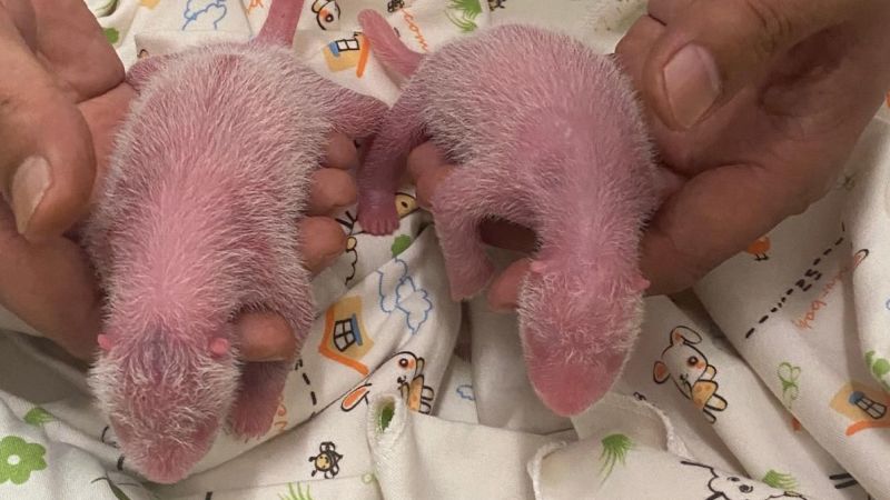 Ying Ying, eine erste Panda-Mutter, brachte im Ocean Park in Hongkong Zwillinge zur Welt.