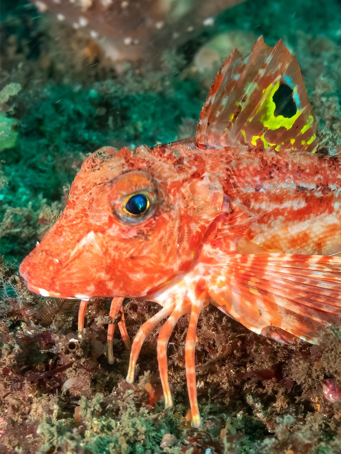 Sea robins have delicate fins resembling the wings of a bird.