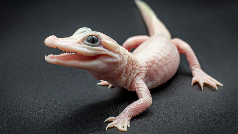 Изключително рядък – и изключително сладък – левцистичен бял алигатор
