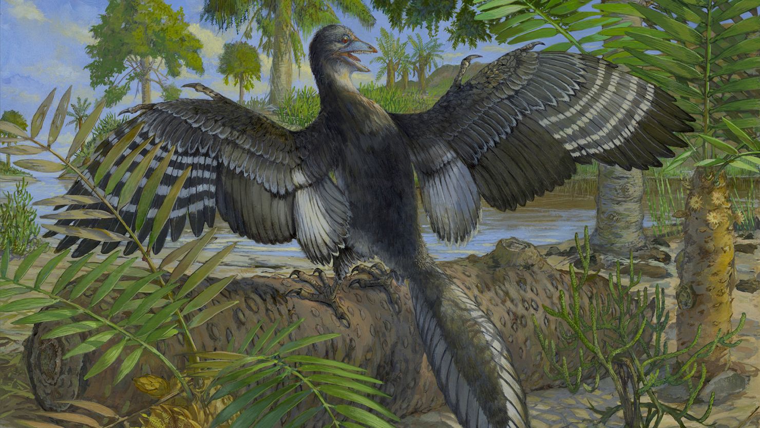 Shown here is a reconstruction of Archaeopteryx, which had feathers indicating it could achieve powered flight, according to new research.