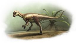 A drawing of what the Enigmacursor mollyborthwickae might have looked like.