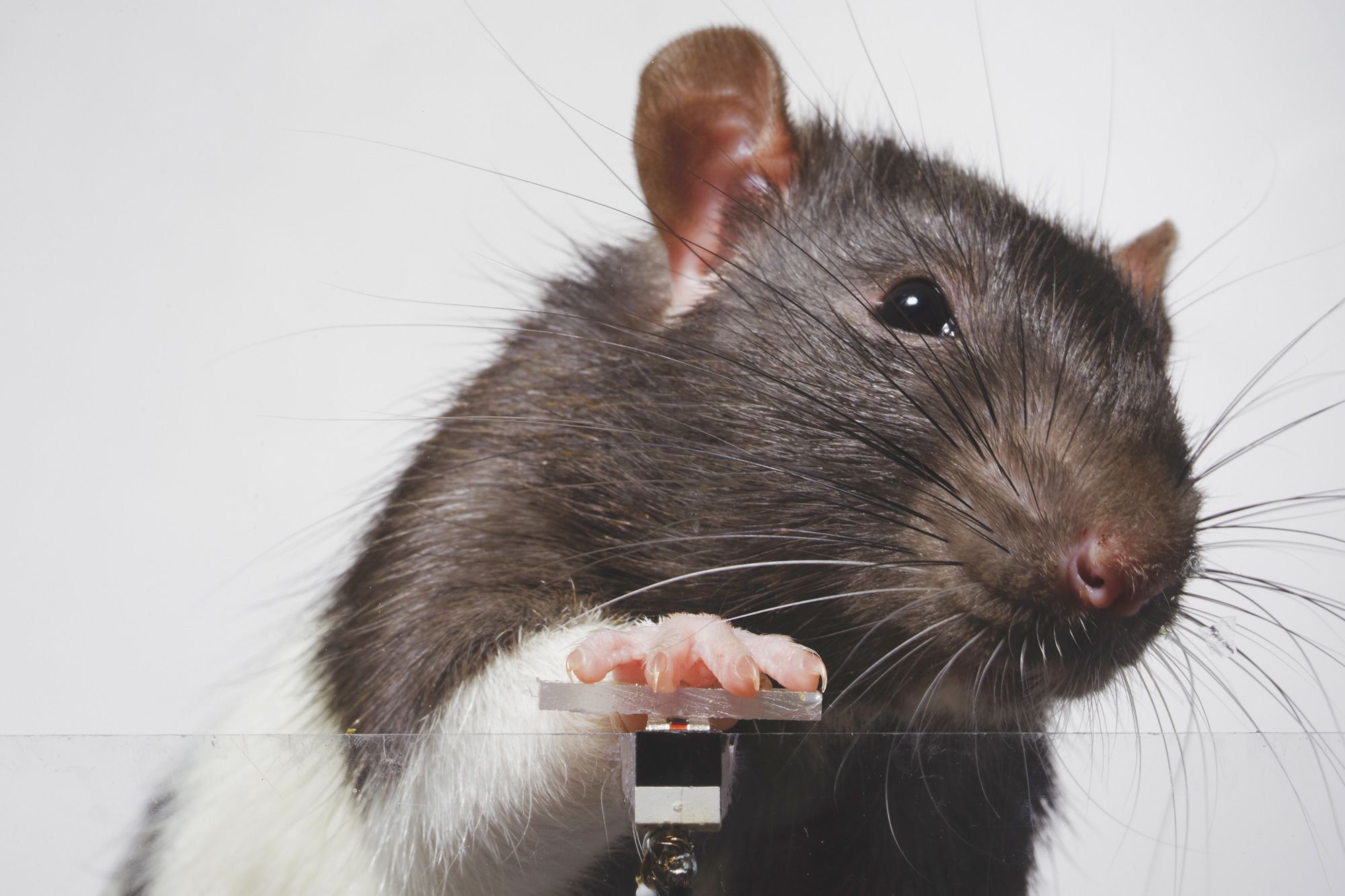 In a project devised by French artist Augustin Lignier, two rats were trained to take selfies via a button-operated camera.