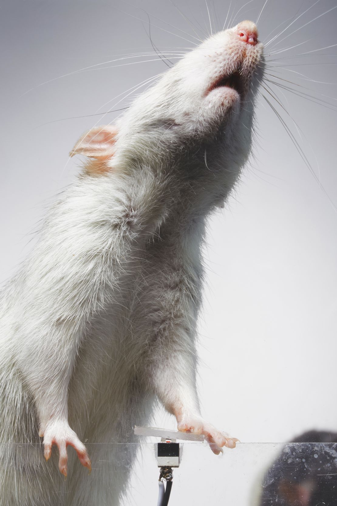 The rats were trained to press a button that triggered a camera attached to their cage.
