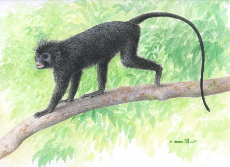 Monkey with orange lips identified as newfound species | CNN