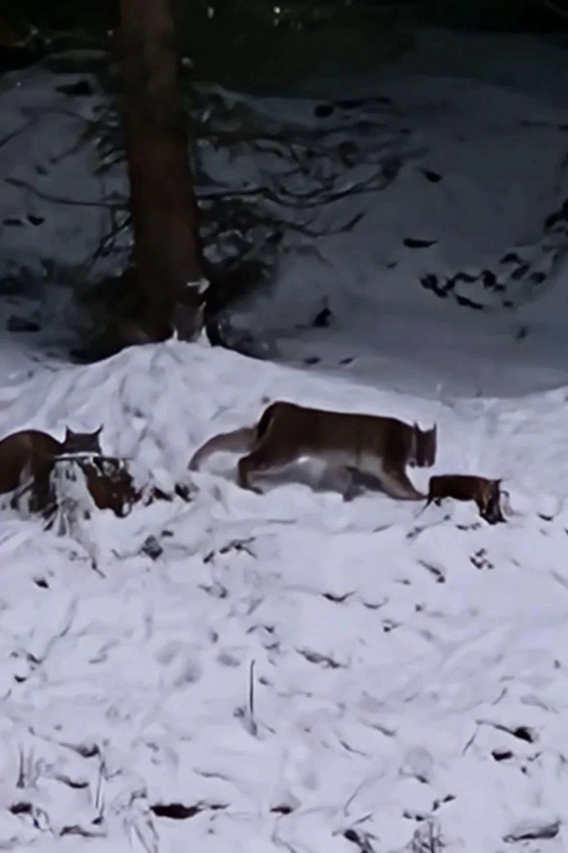 Los conservacionistas han condenado la liberación, diciendo que los animales, fotografiados en Escocia, probablemente no sobrevivirían en la naturaleza.