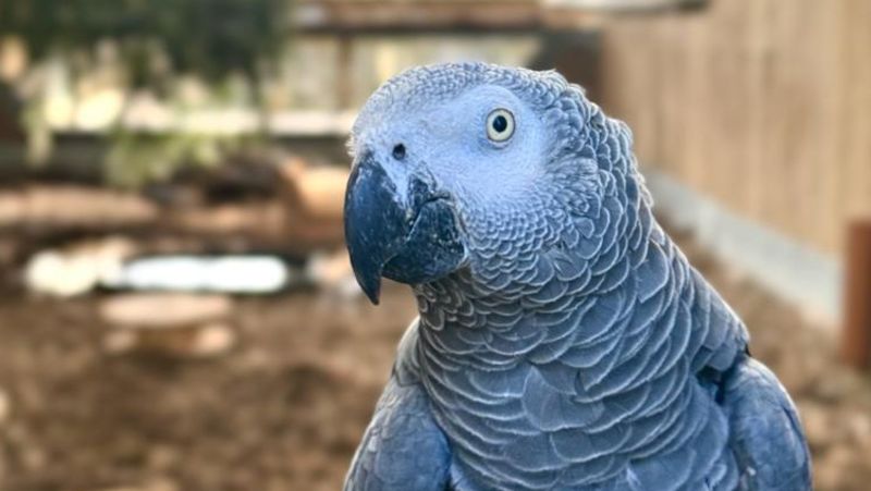 Британският зоопарк има нов план за рехабилитация на своите папагали с гърнешка уста