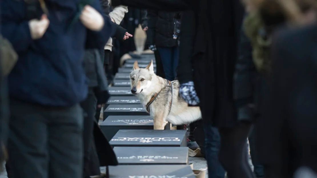 Un perro lobo se encuentra entre los manifestantes suecos que preparan 20 ataúdes, uno por cada lobo asesinado durante la caza sancionada de Suecia en 2011, para una procesión fúnebre de protesta en el centro de Estocolmo, Suecia, el 6 de febrero de 2011.