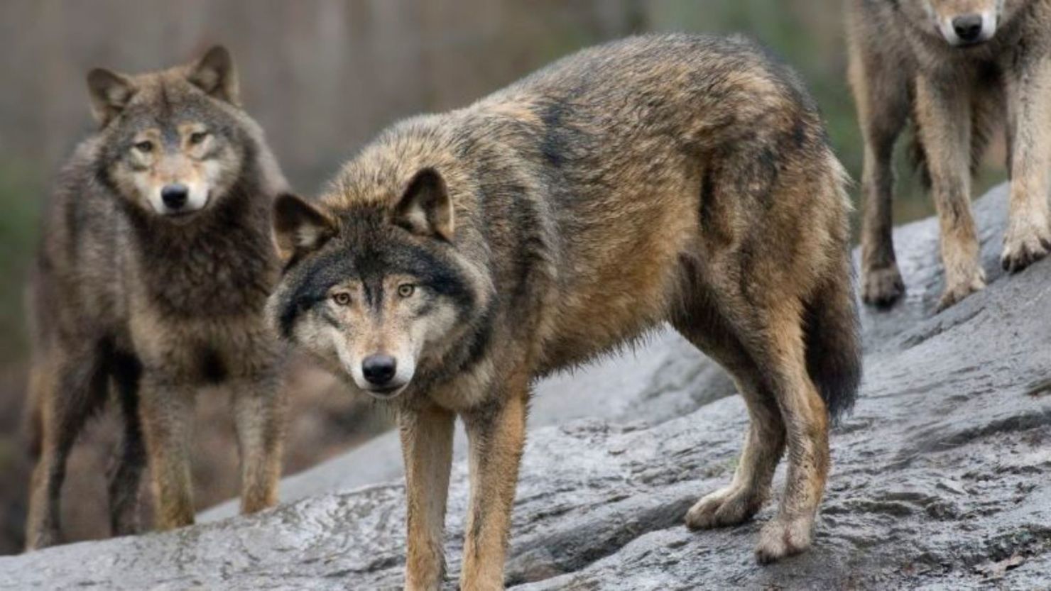 Lobos suecos en el Zoológico de Skansen, en Estocolmo, Suecia, en abril de 2009.