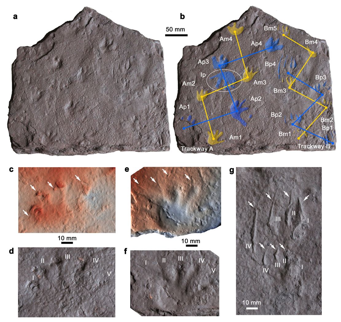 Researchers analyzed the sets of tracks on the stone to determine what kind of animal made them.