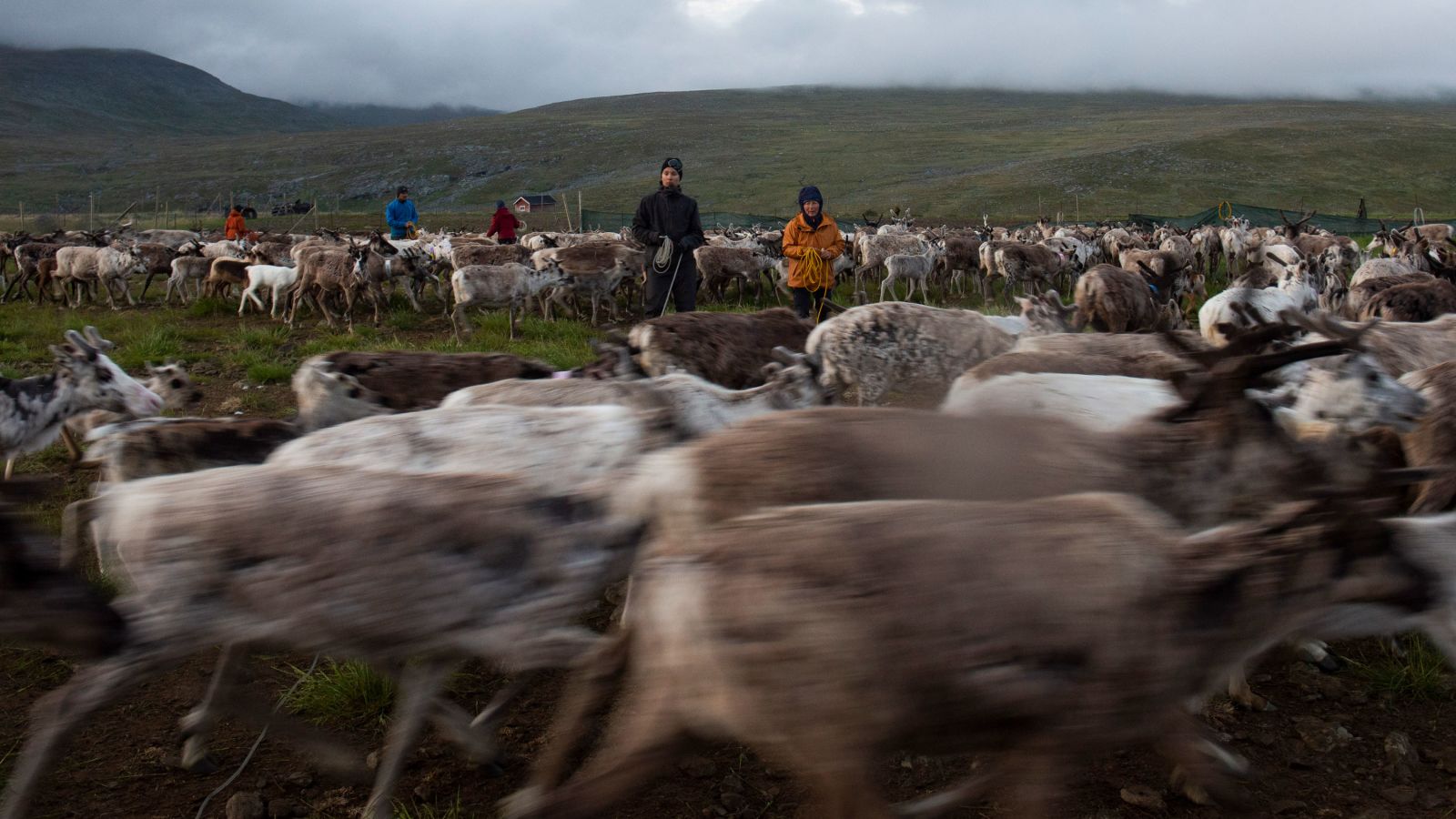 Reindeer herders are fighting to save their land and a way of life