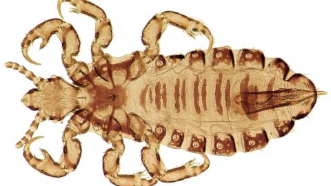 Pediculus humanus (human head or body louse)