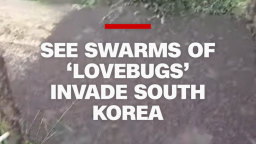 Lovebug Invasion THUMB.png