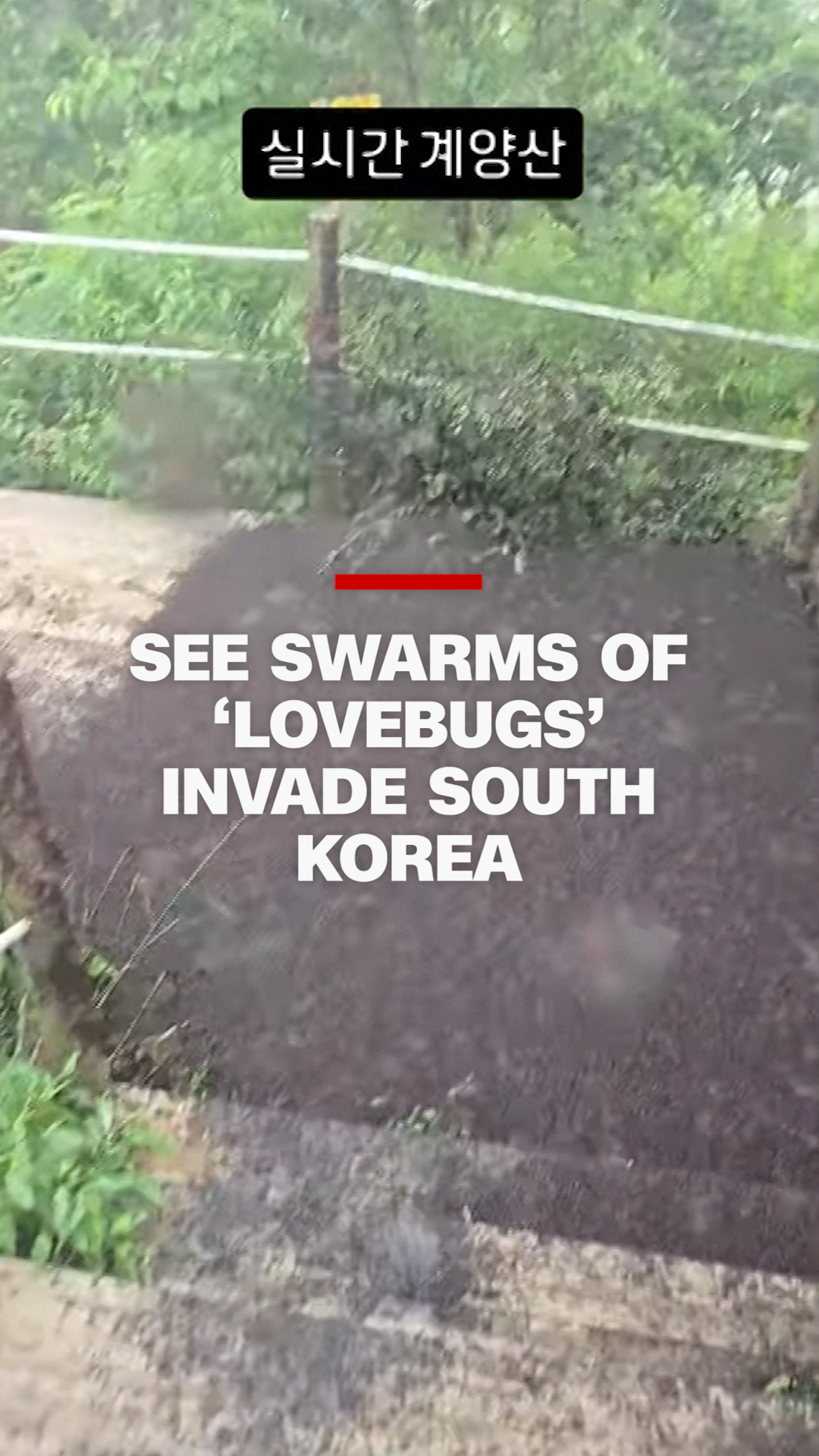 Lovebug Invasion THUMB.png