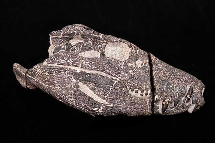 Scientists want to recover isotope information from the fossil’s teeth to learn more about the animal’s diet, and where it lived and hunted.