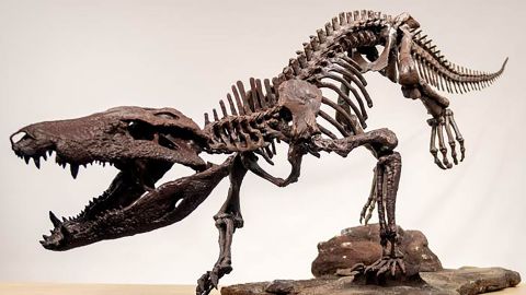 A mounted skeleton of K. atrox, 3D printed and painted. In life, the animal measured about 10 feet (3 meters) long.