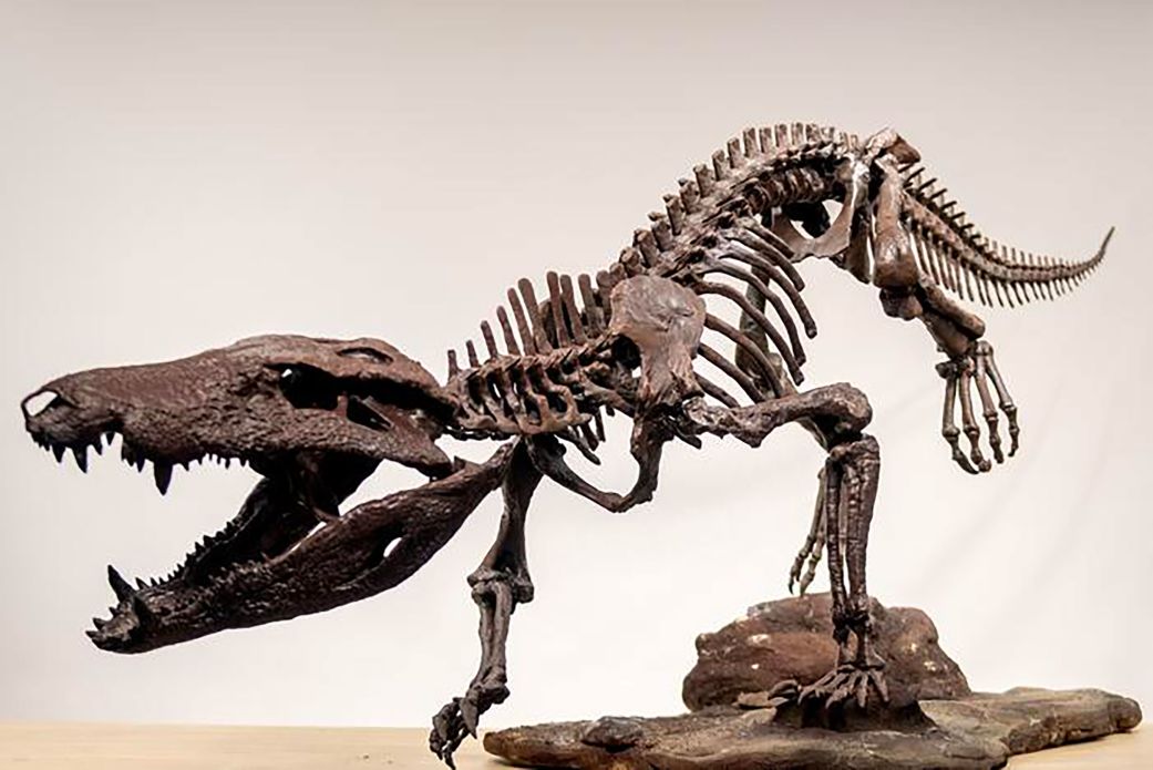 A 3D-printed version of the K. atrox skeleton found in Argentina's southern Patagonia. A hyper-carnivore, this ancient relative of today's alligators and crocodiles may have preyed on dinosaurs.