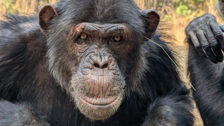 Val, an adult male chimpanzee performing the ‘grass-in-ear’ behaviour.