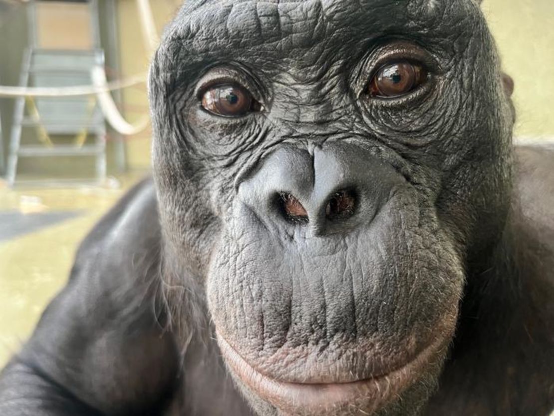 Kanzi, another bonobo involved in the research