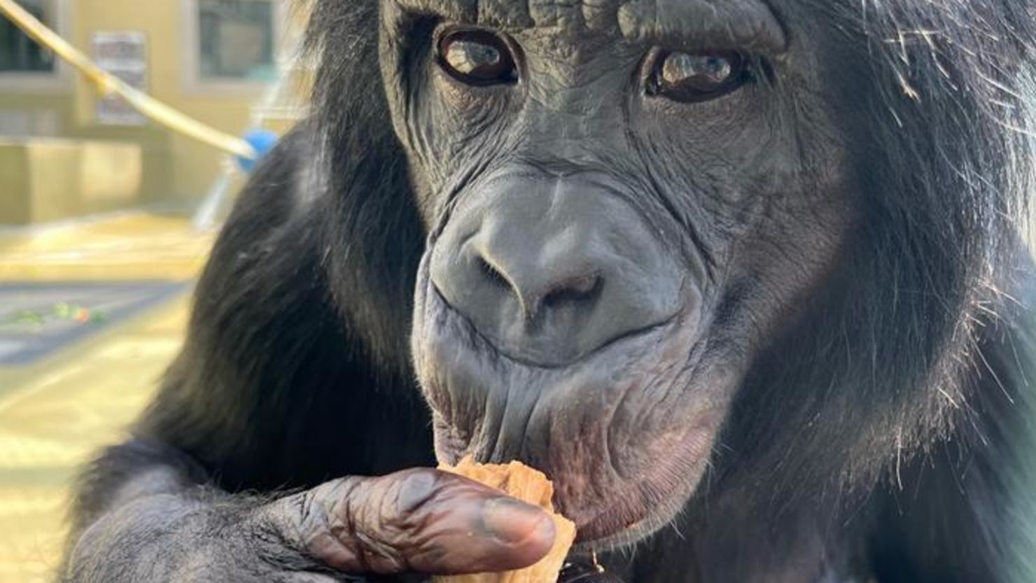 Nyota, one of three bonobos involved in the experiment