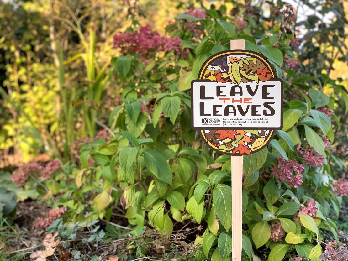 Pollinator groups urge people to "Leave the Leaves" in their yards where butterflies, bees, beetles and moths overwinter and seek shelter.  You can obtain a sign from Xerces Society along with a year's membership and spread the word to encourage others.