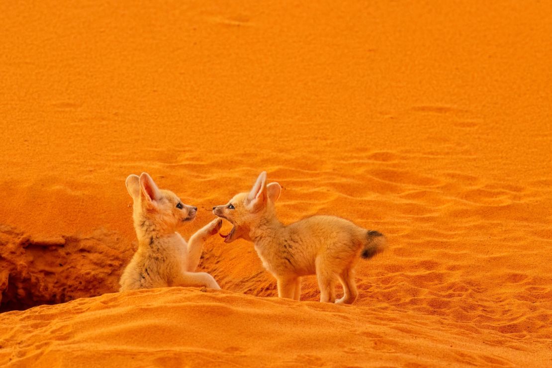 Lukas Zeman's shot captures a pair of desert foxes.