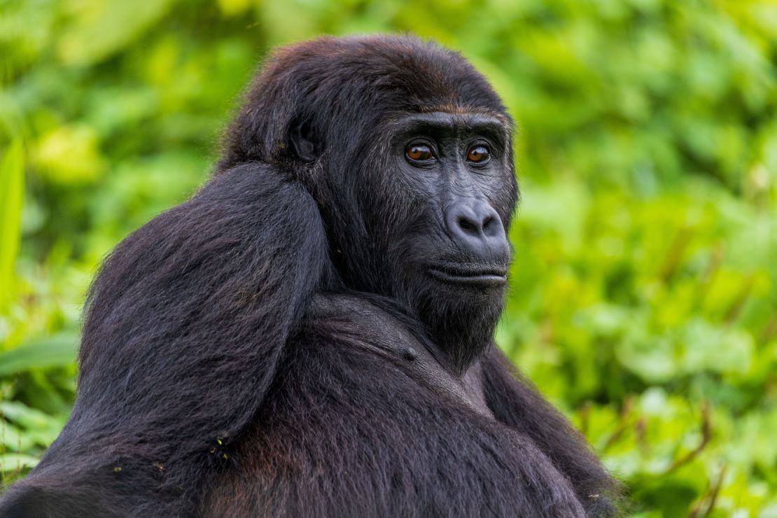 Lulingu, 10 years old, was rescued from the illegal wildlife trade in 2016 and raised at the GRACE sanctuary.