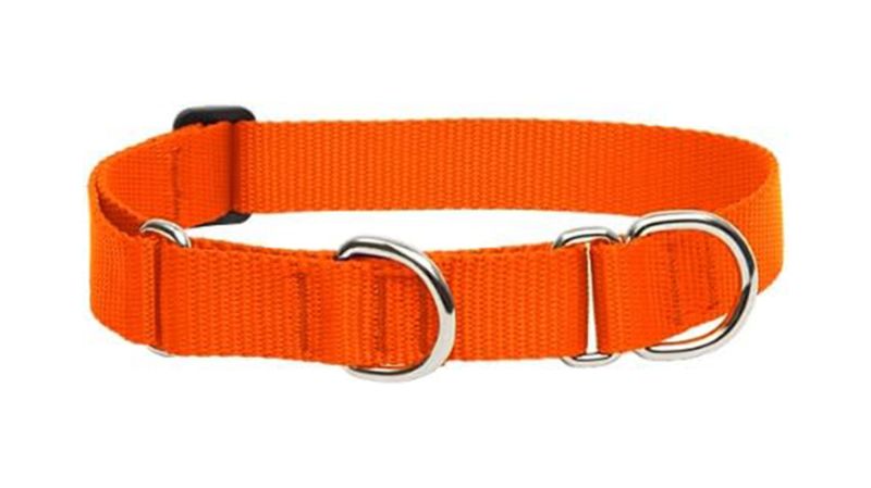 Frisco solid martingale dog collar with buckle best sale