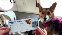 luxury dog flights 3_alt.png