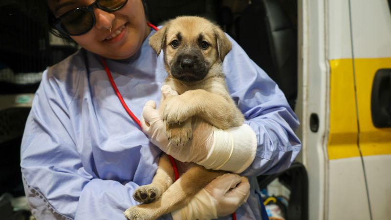 Rescue pups from Texas flood zone arrive in Chicago to find new homes Rescue pups from Texas flood zone arrive in Chicago to find new homes