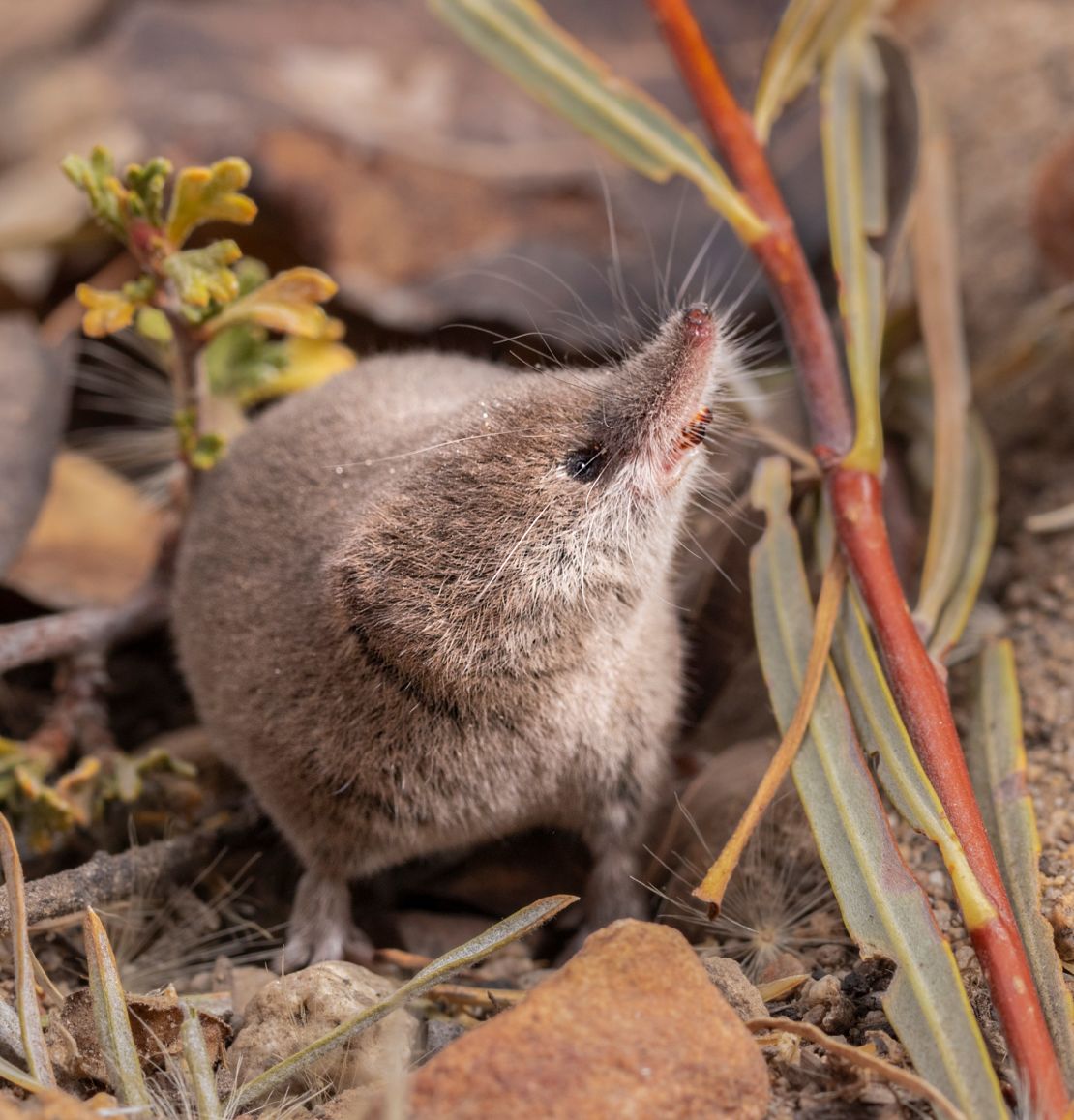 The Mount Lyell shrew previously was the only known mammal species in California not to have been photographed.