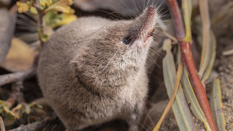 Elusive Californian mammal captured on camera for first time ever