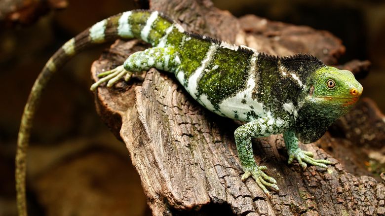 MAEG5W Fijian crested iguana (Brachylophus vitiensis) on Viti Levu Island, Fiji. It is critically endangered species of iguana found on some Fijian islands.
