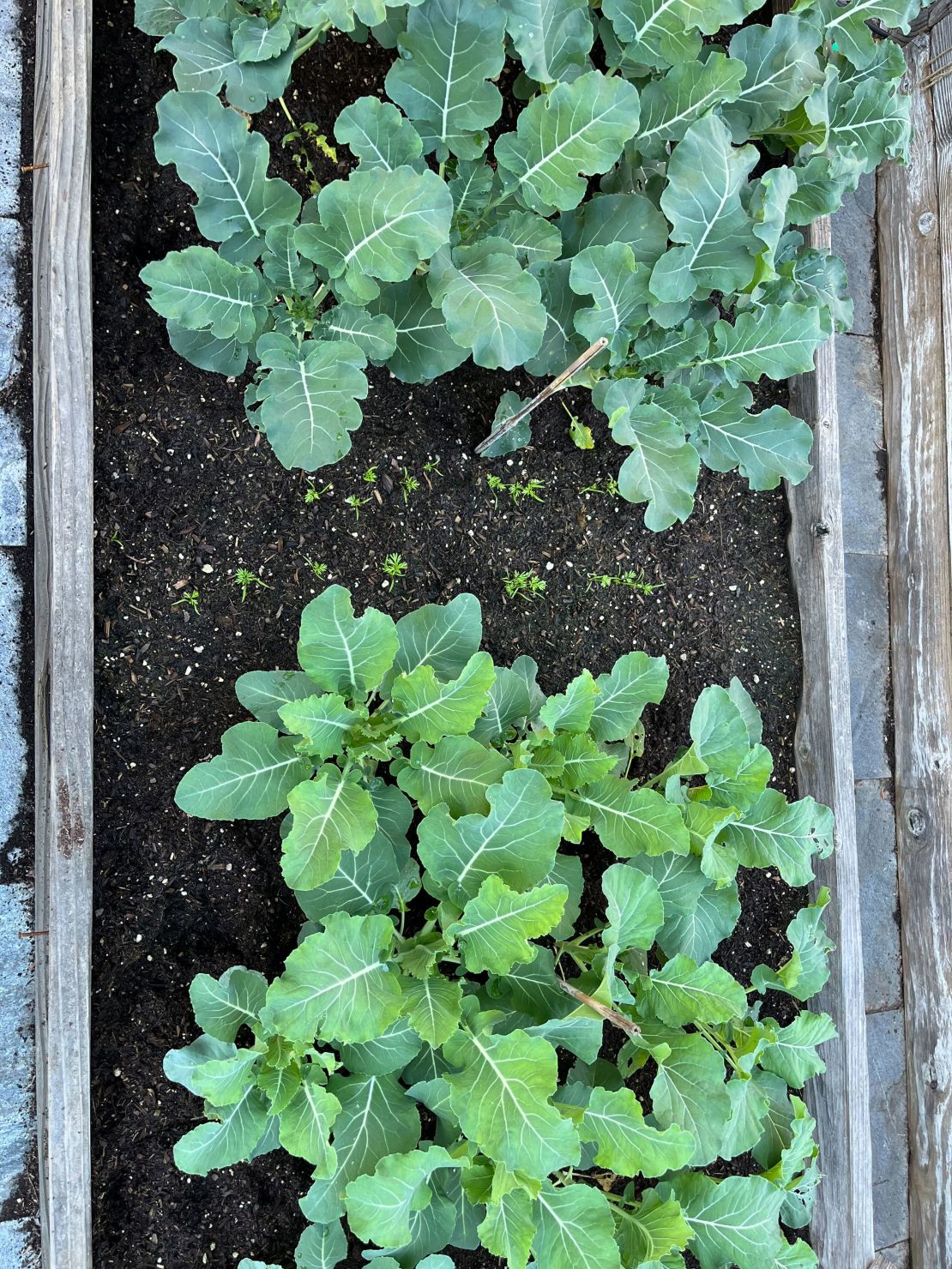 Maggie Mosher began growing a winter garden two days after the election. She's currently in the process of growing broccoli, cabbage, cauliflower, peas, potatoes and carrots.